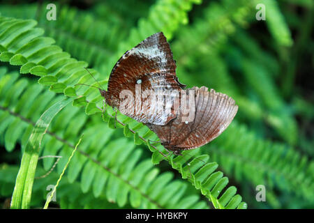 Two Butterflies on blade of grass Stock Photo