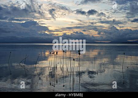 Amazing Mangroves plants in the sea during sunset around the island Pamilacan Stock Photo