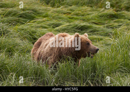 Brown bear (Ursus arctos) in tall grass feeding on sedge,  McNeil River State Game Sanctuary, AK, USA Stock Photo