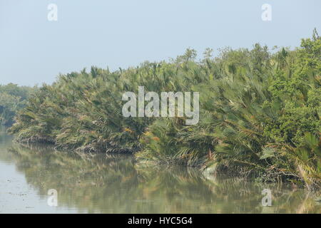 Nipah palm trees, also known as 'golpata', in the Sundarbans, Bagerhat, Bangladesh Stock Photo