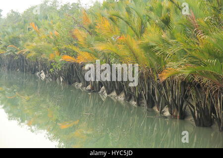 Nipah palm trees, also known as 'golpata', in the Sundarbans, Bagerhat, Bangladesh Stock Photo