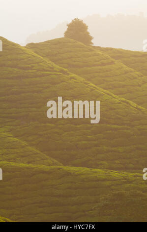 misty morning at cameron highlands , malaysia Stock Photo - Alamy