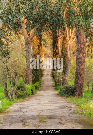 Alley for walks in one of the parks in Florence.Italy Stock Photo