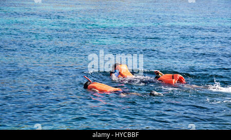 Group people snorkeling while swimming in blue water to see exotic fish under water wearing orange life jackets at midday. Stock Photo