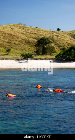 Group people snorkeling while swimming in blue water to see exotic fish under water wearing orange life jackets at midday and white sand beach at back Stock Photo