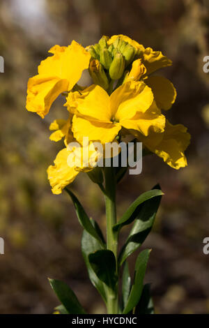 Erysimum bloom - Fragrant sunshine Stock Photo