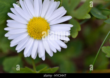 Daisy flower macro Stock Photo