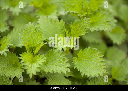 Young nettles growing in spring Stock Photo