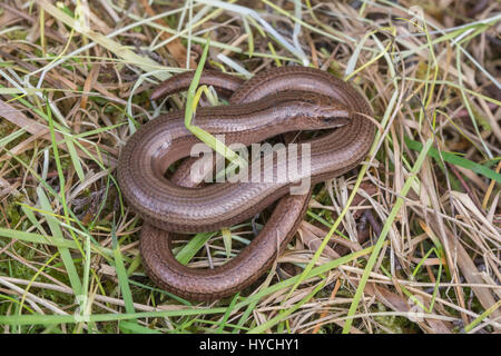 Close-up of slow worm (Anguis fragilis) in Berkshire, UK Stock Photo