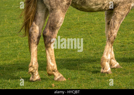 Close up of horse legs and tail in field on sunny Spring day, East Lothian, Scotland, UK Stock Photo