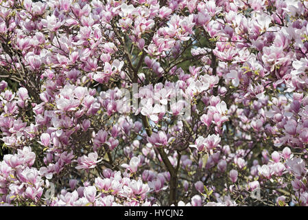 Magnolia flowers tree blooming in pink blossom Stock Photo