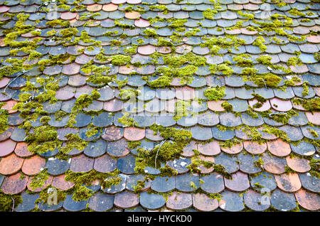 An old roof with moss Stock Photo