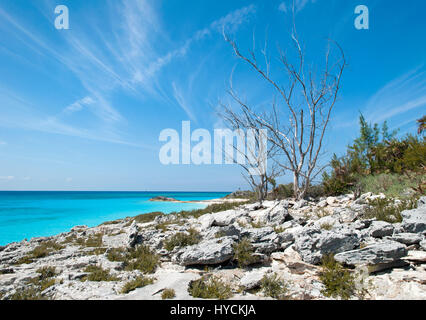 The view of a dry tree on a rocky landscape of uninhabited island Half Moon Cay (Bahamas). Stock Photo