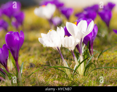 Macro of purple and white corcus flowers in the grass Stock Photo