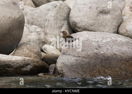 Brown Dipper (Cinclus pallasii) in its natural habitat at Uttarakhand, India Stock Photo