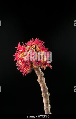 Acer saccharinum Stock Photo