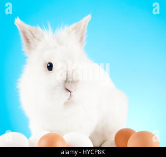 White Easter Bunny sitting in green grass with colored eggs around Stock Photo