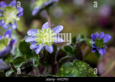 Hepatica nobilis var. japonica Stock Photo