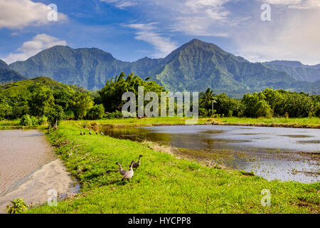 Landscape view of Hanalai valley with wild geese (Nene), Kauai, Hawaii, USA Stock Photo