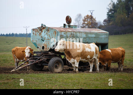 Cows on pasture and water tank Stock Photo