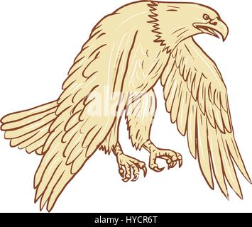 Clipart of a Flying Harpy Eagle, in Sketched Drawing Style