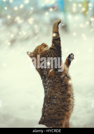 Begging cat standing on hind legs outdoor in winter. Happy cat with hands in the air playing with snow at blizzard. Stock Photo