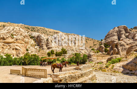 Bedouin hourses rest in the ancient city of Petra Stock Photo