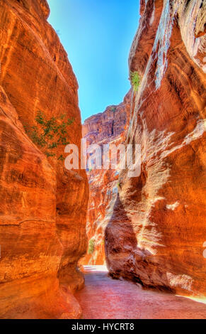 Road inside the Siq Canyon at Petra Stock Photo