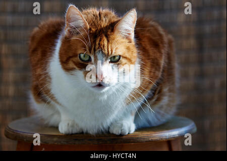 Portrait of an adult white-red-haired European cat Stock Photo