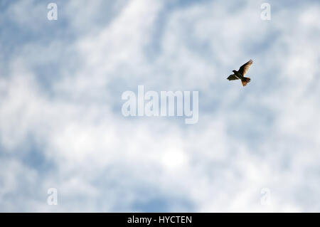 Skylark flying and singing on a spring day in the South Downs National Park Stock Photo
