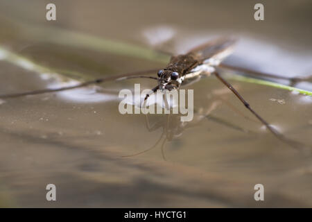 Common pond skater (Gerris lacustris). Aquatic bug aka common water strider on surface of pond, showing detail of eyes and front legs Stock Photo