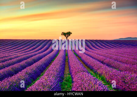 Lavender flowers blooming field, lonely trees uphill on sunset. Valensole, Provence, France, Europe. Stock Photo