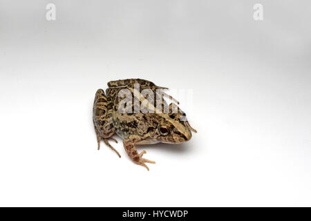 Common Grass Frog Stock Photo