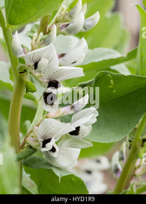 Close up of broad bean flowers Stock Photo