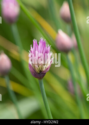 Opening chives flower bud showing violet flower colour Stock Photo