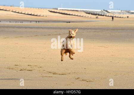 labradoodle dog jumps with ball on beach Stock Photo