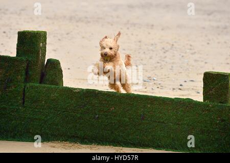 labradoodle dog jumps with ball on beach Stock Photo
