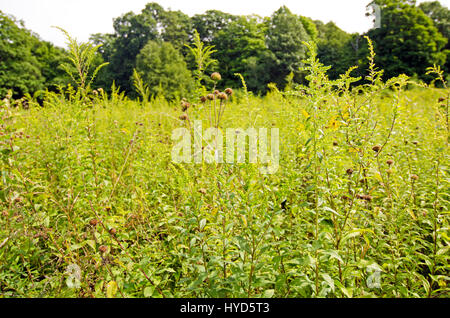 USA, New York, Hudson Valley, High Falls, Grass and trees Stock Photo