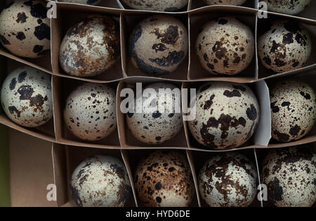 Carton box with quail eggs Stock Photo