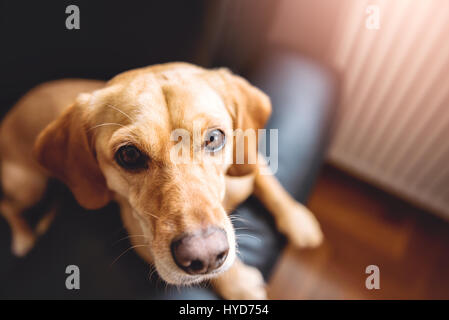Small yellow dog sitting on black sofa Stock Photo