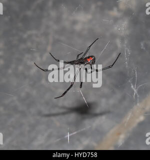 A largely misunderstood and harmless creature, black widows never bite unless squished along the length of their body. They are natural pest control. Stock Photo