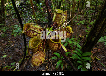 Pitcher plant from Borneo, Mulu National Park Stock Photo