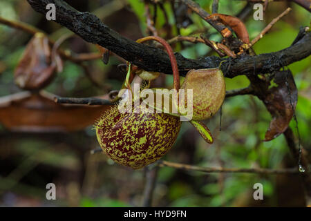 Pitcher plant from Borneo, Mulu National Park Stock Photo