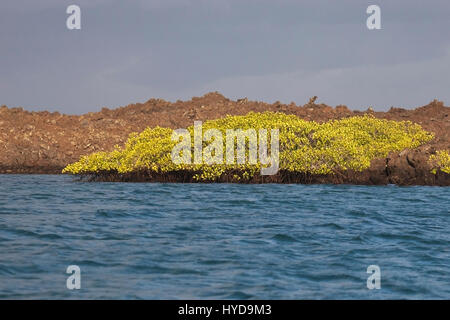 Galapagos Islands coastal ecosystem with mangrove trees extending out from arid coastline in Elizabeth Bay, a marine visitor site on Isabela Island Stock Photo