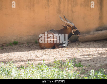 Bongo resting in the shade, Tragelaphus eurycerus Stock Photo