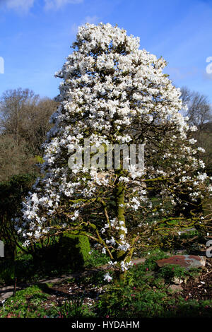 The conical shape of Magnolia x loebneri 'Merrill' is smothered with white spring blooms at The Garden House, Devon Stock Photo