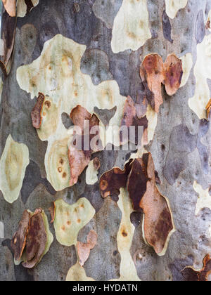 Detail of gum tree bark peeling off Stock Photo