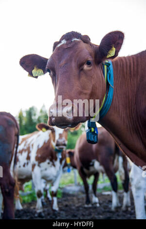 Animal on farm Stock Photo