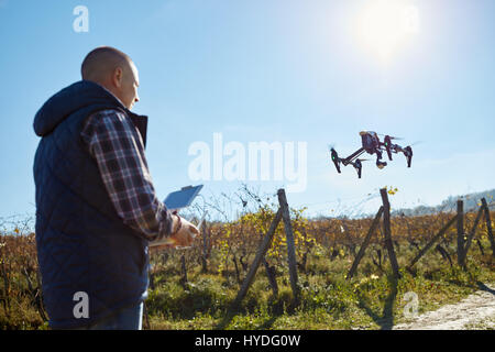 Man in vineyard control drone from ground Stock Photo