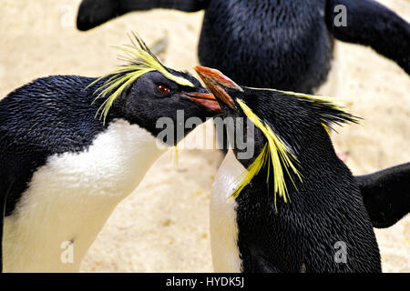 2 Macaroni Penguins (Eudyptes chrysolophus), adults, Western Cape, South Africa Stock Photo